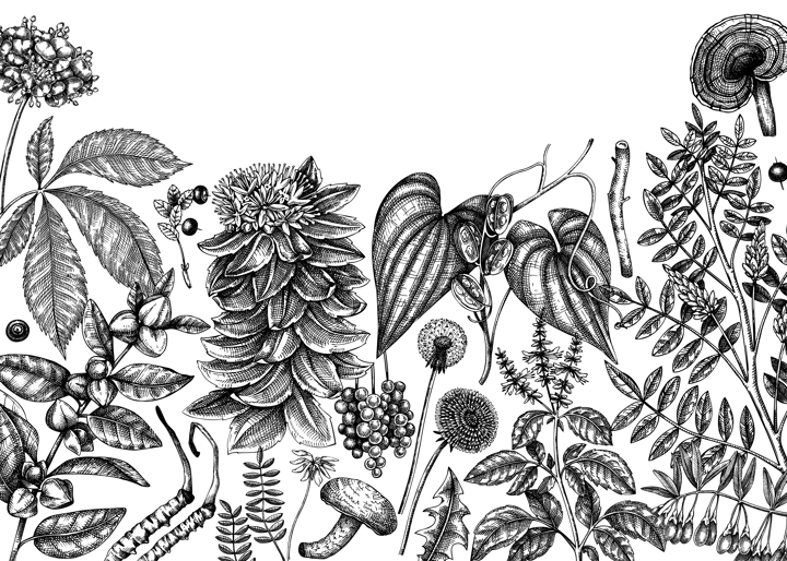 Adaptogenic plants background. Hand-sketched medicinal herbs, weeds, berries, leaves banner design. Perfect for brands, label, packaging. Hand sketched adaptogens outlines. Botanical illustrations.